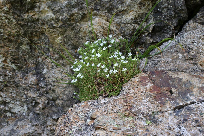 Semis de Minuartia Wild-plant-nature-blooms-summer-minuartia-saxifraga-171103518