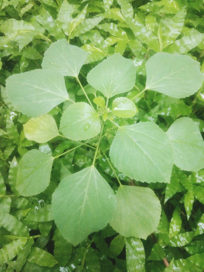 Wild Plants that Grow Anywhere Stock Image Image of plants, wild