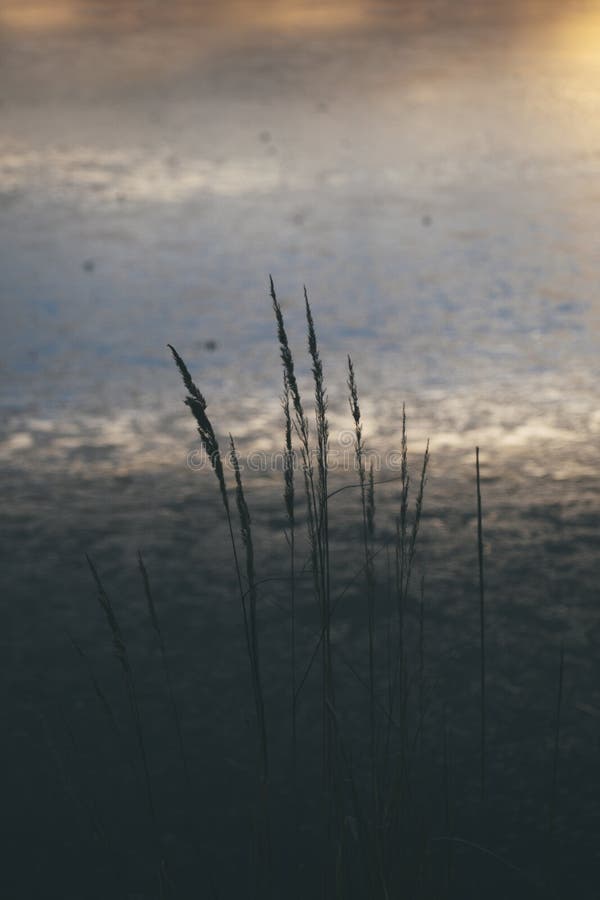 Wild Plants Grow on the Shores of the Lake Stock Image - Image of ...