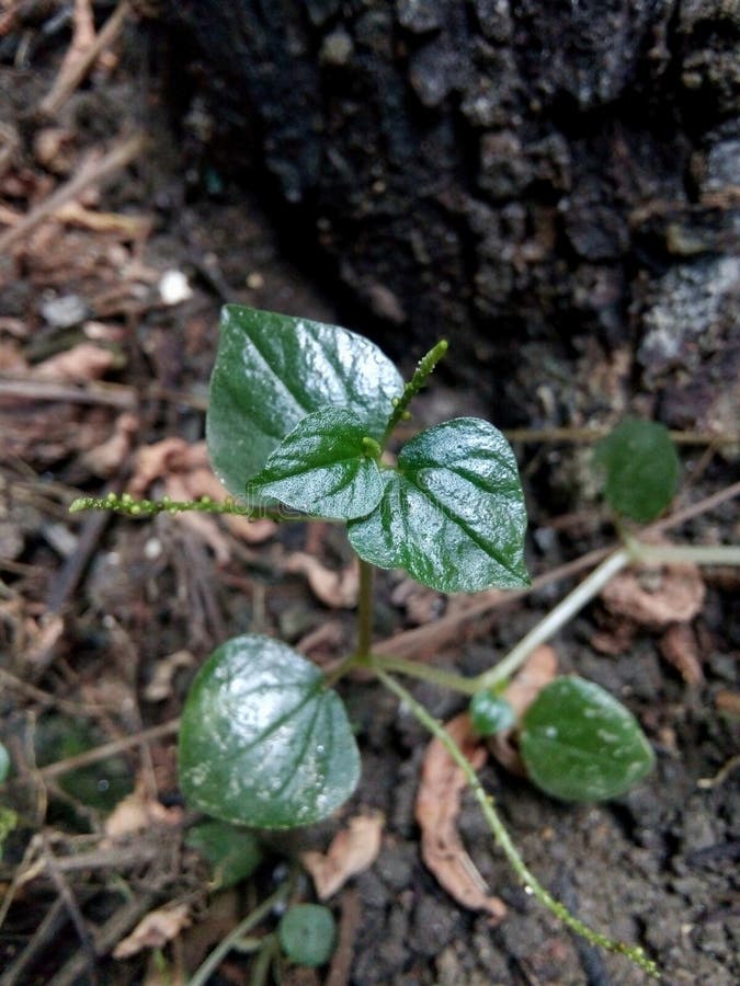 Wild Plants that Grow Well Above the Ground Stock Photo Image of wild