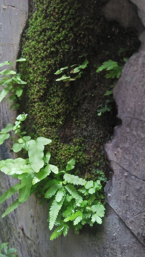 Wild Plants Growing on the Damp Wall Stock Image Image of fresh, abstract 234948539
