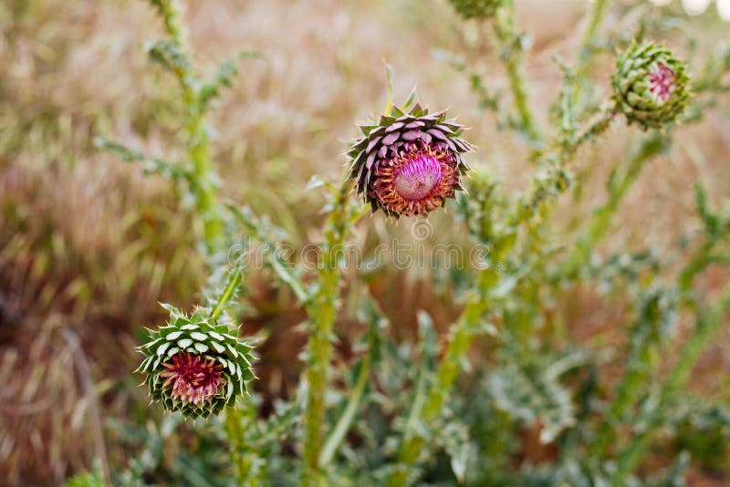 Wild Plants with Pink Flowers Grow on Clay Soil Stock Image Image of