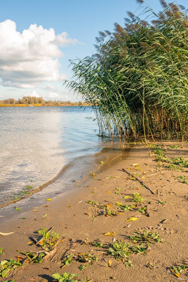 Wild plants and waving reed plumes on the sandy river beach royalty free stock photo Wild plants and waving reed plumes on the sandy river beach royalty free stock photo