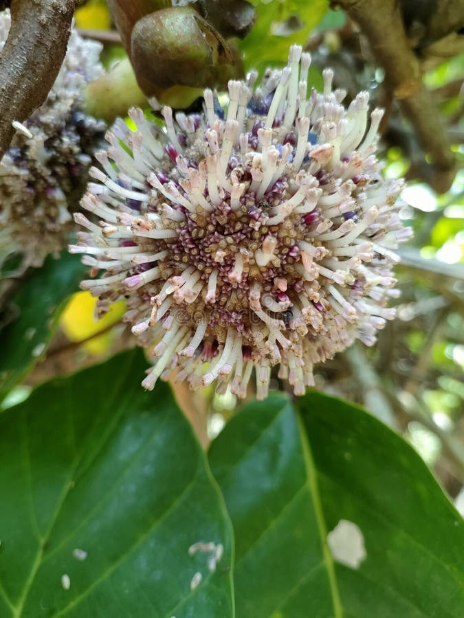 Wild Plants Whose Flowers Resemble Virus Particles Stock Image Image