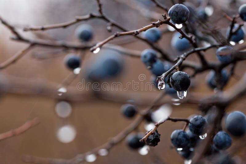 Wild Plum with Drops after Rain a Stock Photo Image of food, perfect