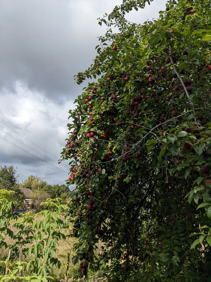 Wild plum on the farm stock image. Image of tree, produce 259277957