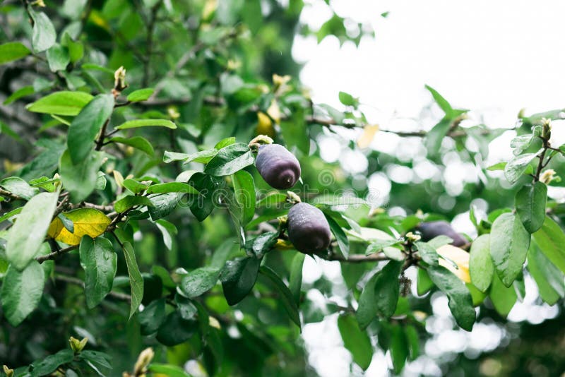 Wild Plum Fruit Ripening on a Tree, Spring Seasons Stock Photo Image