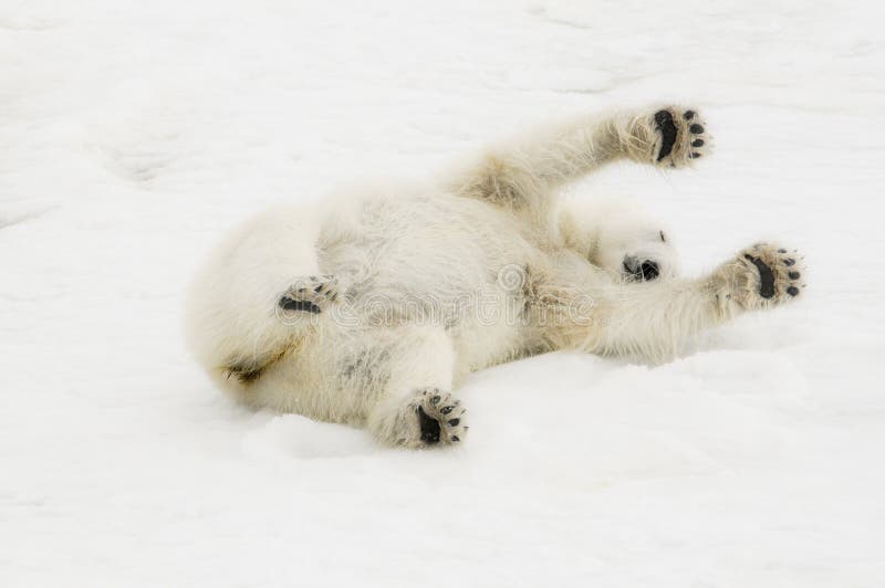 Wild Polar Bear Ursus maritimus on Ice & Snow off of Spitsbergen