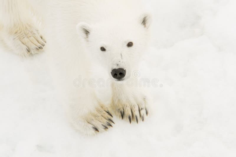 Wild Polar Bear Ursus maritimus on Ice & Snow off of Spitsbergen