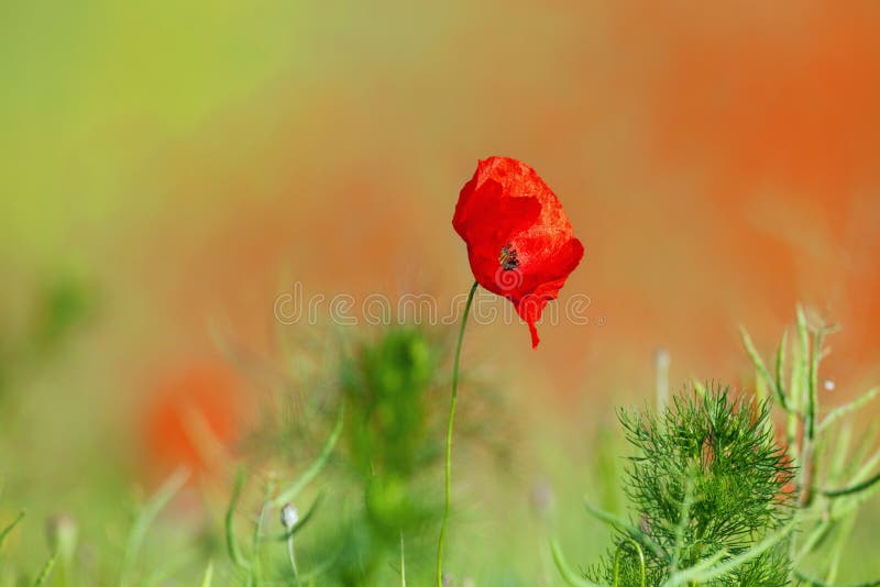 Wild poppies stock image