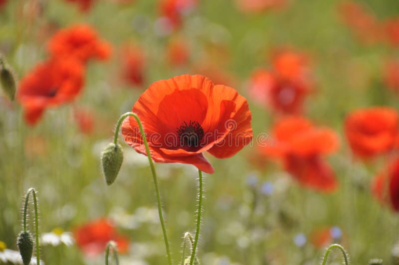 Wild poppies