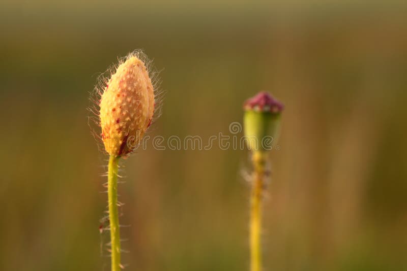 Wild poppy