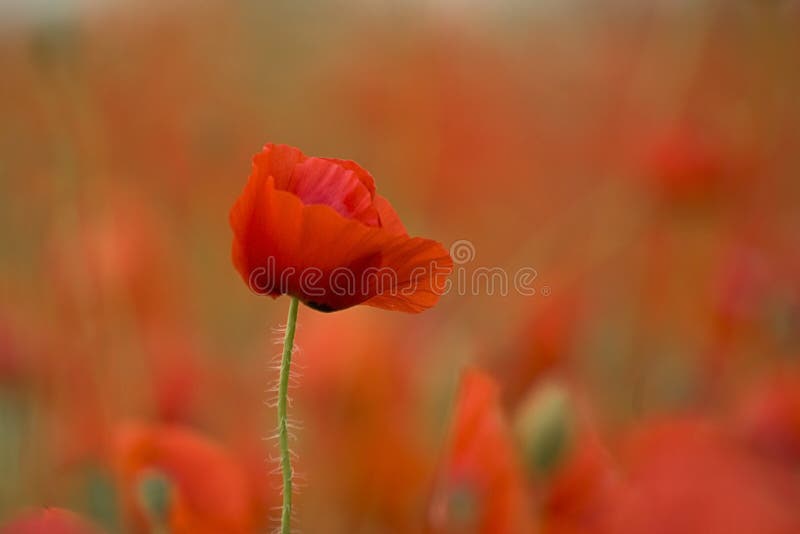 Wild poppy stock photos