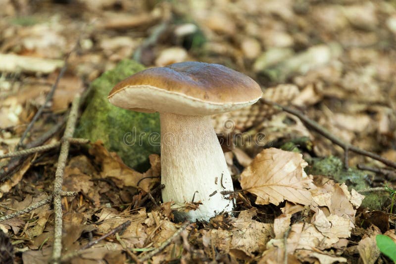 Wild porcini mushroom, wood autumn delicious brown boletus. Wild penny bun, cep, porcino stock photos Wild porcini mushroom, wood autumn delicious brown boletus. Wild penny bun, cep, porcino stock photos
