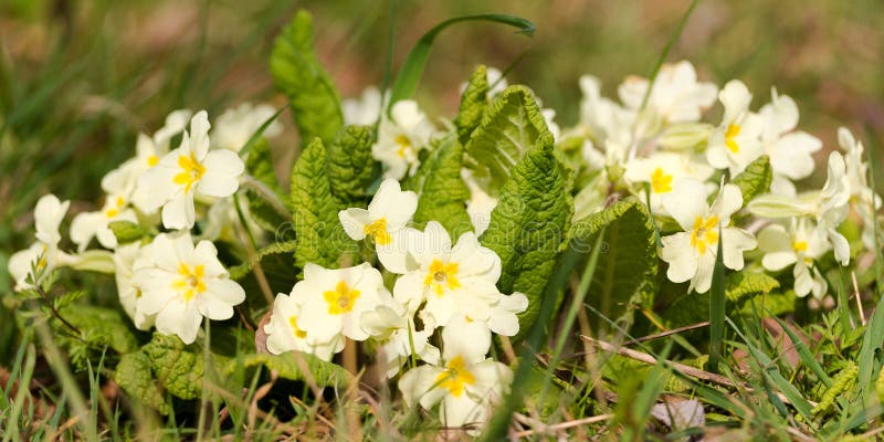 Wild Primroses In Spring stock photos Wild Primroses In Spring stock photos