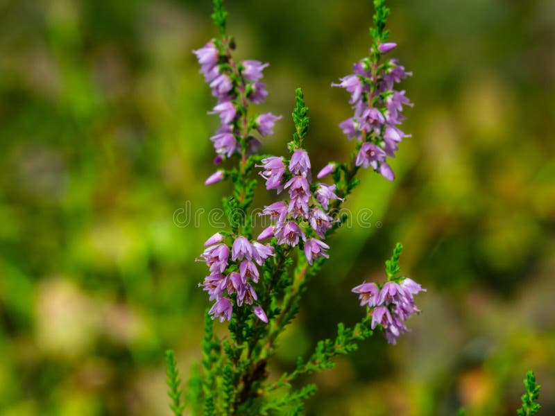 Wild Purple Common Heather or Calluna vulgaris blossom close-up, selective focus, shallow DOF