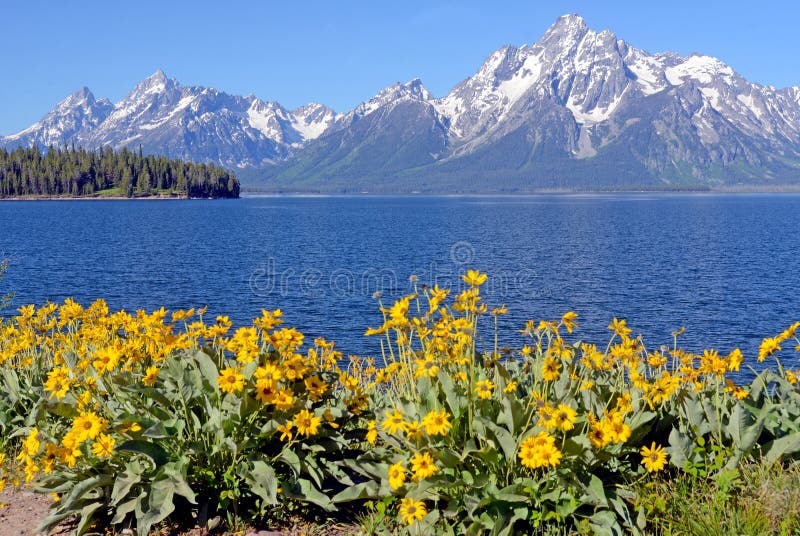 Wild purple Lupine grow beneath a snow capped mountain.