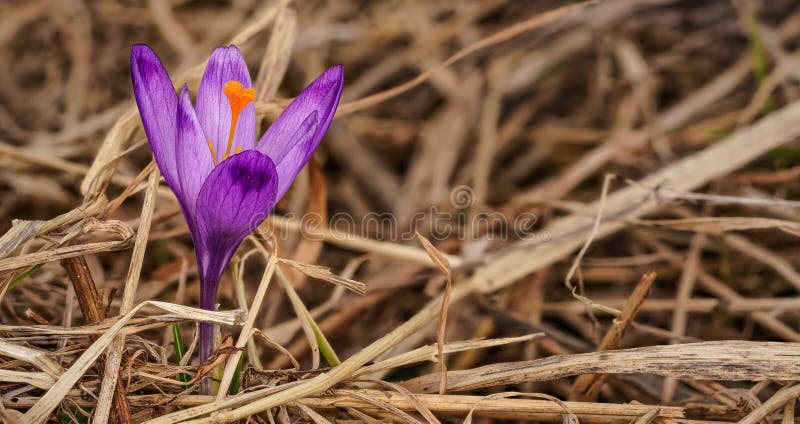 Divoký fialový a žltý kosatec ( Crocus heuffelianus ) kvet rastúci v tieni, suchá tráva a listy okolo