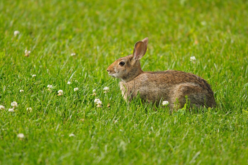 Wild rabbit