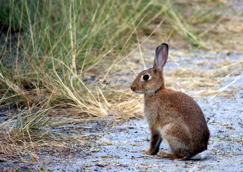 Wild rabbit on a beach track.