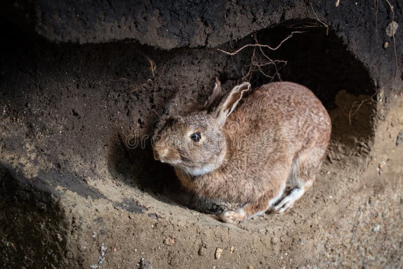 405 Rabbit Burrow Photos Free Royalty Free Stock Photos From Dreamstime 405 Rabbit Burrow Photos Free Royalty Free Stock Photos From Dreamstime