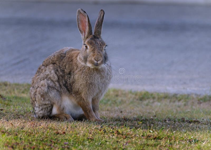 Wild Rabbit Feeding on Grass in Parkland. UK Stock Photo Image of