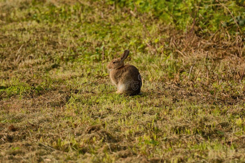 Wild rabbit in a field stock photo. Image of cuniculus 100745122