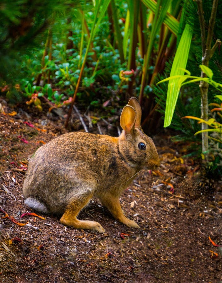 Wild Rabbit in Garden Vertical