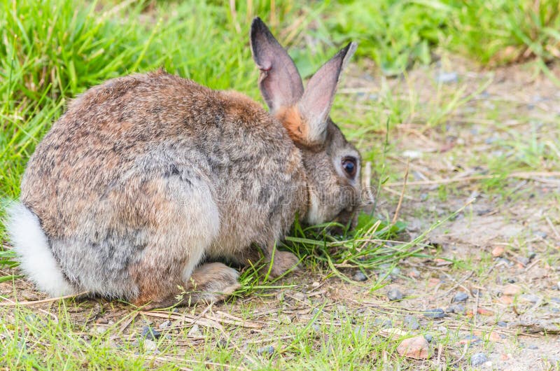 Wild rabbit in the grass