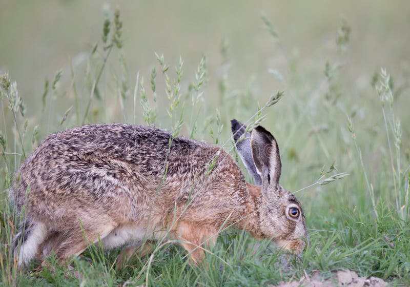 Wild rabbit in grass stock image. Image of oryctolagus 72213557