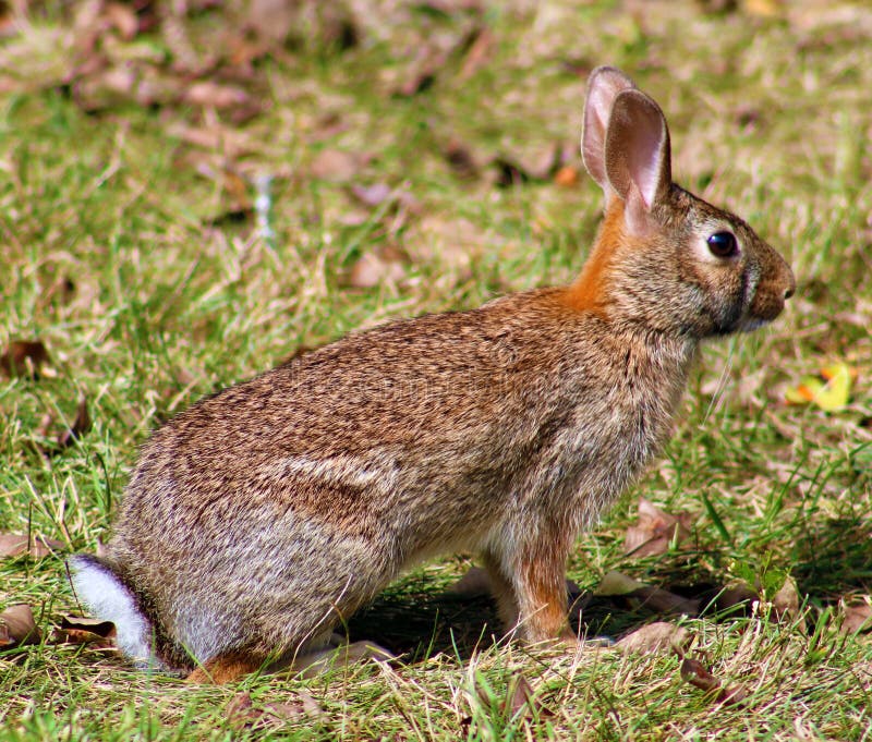 Wild rabbit in Michigan brown bunny royalty free stock photos Wild rabbit in Michigan brown bunny royalty free stock photos