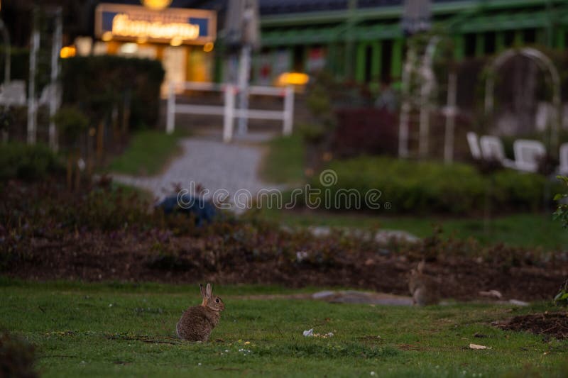 Wild rabbits on a meadow stock image. Image of grass 145925841