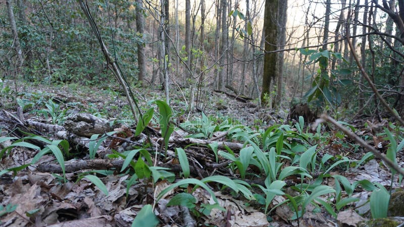 Wild ramps / leeks in a foraging bark basket. Popular spring edible plant.