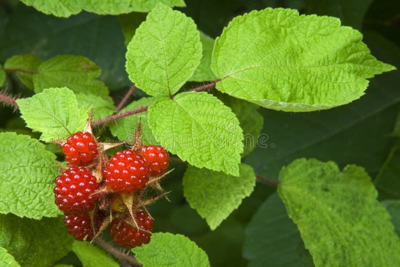 Wild Raspberries stock image. Image of berries, healthy 2889155