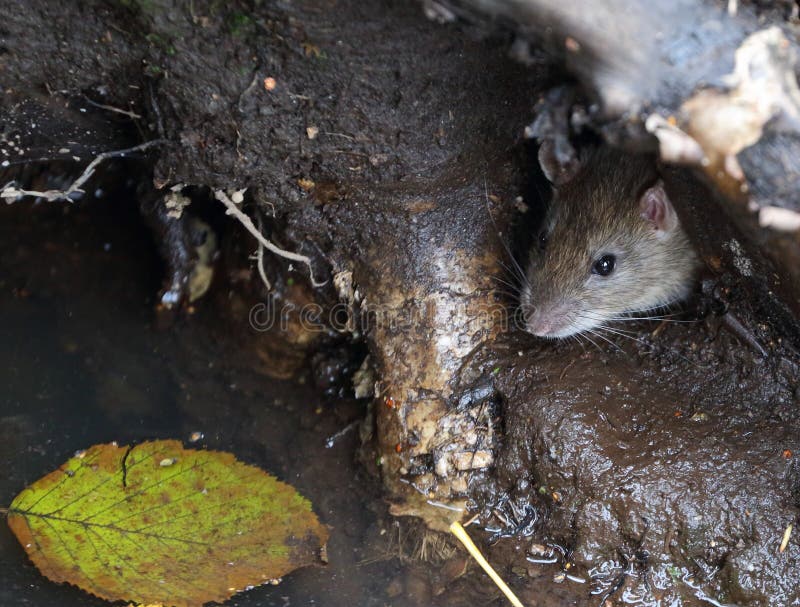Wild Rat Crawls Out of a Hole in the Ground Under the Roots of a Tree