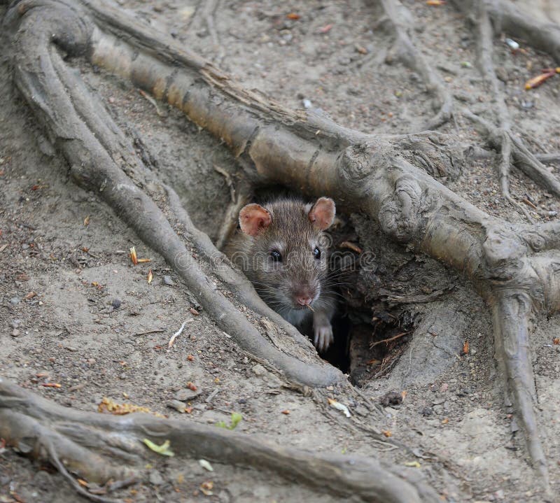 Wild Rat Crawls Out of a Hole in the Ground Under the Roots of a Tree