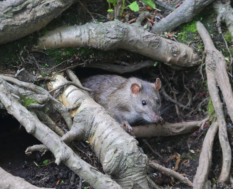 Wild rat crawls out of a hole in the ground under the roots of a tree royalty free stock images