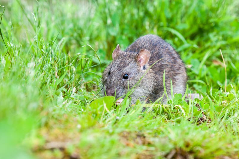 Wild rat stock photo. Image of cute, close, beauty, pest - 58512306