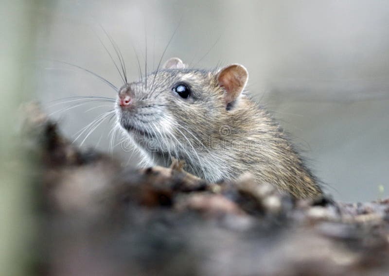 Wild Rats Foraging in the Woods Stock Photo Image of animals, wood