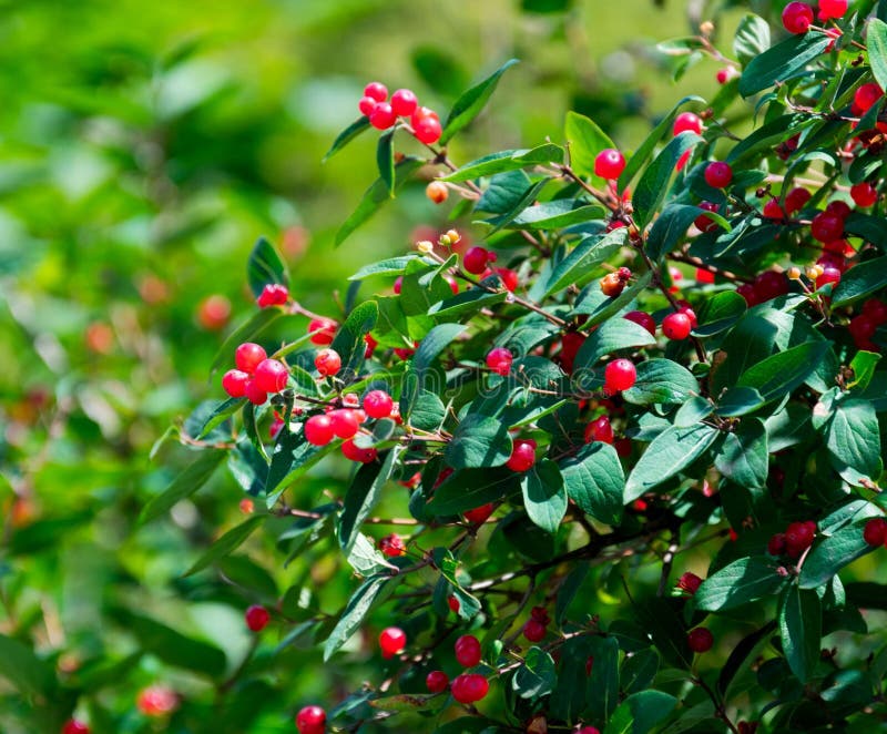 Red berries on the bush stock photo. Image of summer 277054082