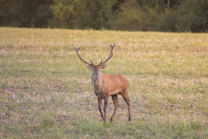 Divoký jeleň lesný (cervus elaphus) počas ruje v divokej jesennej prírode