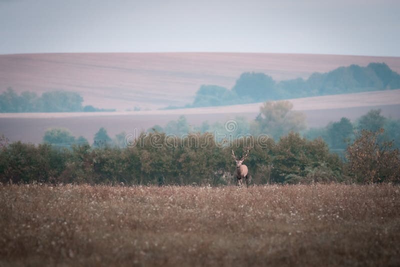 Wild red deer (cervus elaphus) during rut in wild autumn nature