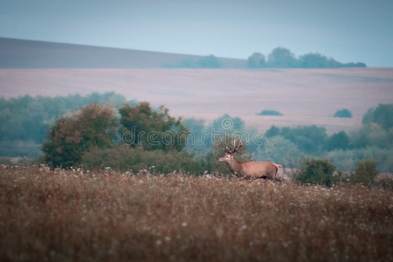 Wild red deer (cervus elaphus) during rut in wild autumn nature