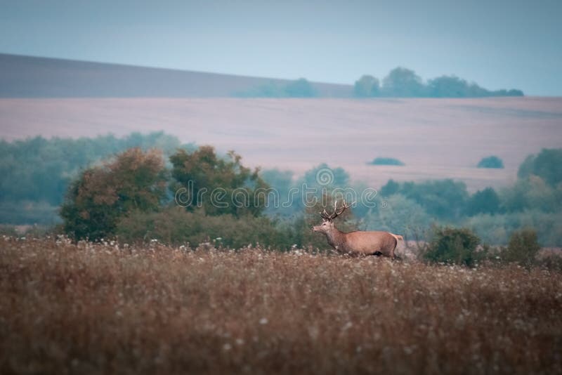 Divoký jeleň lesný (cervus elaphus) počas ruje v divokej jesennej prírode