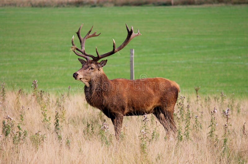 Wild Red deer stag in Bushy Park