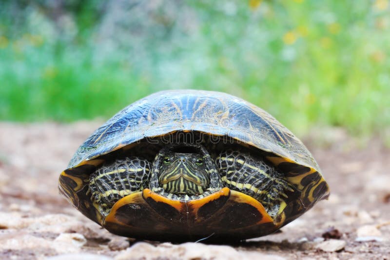 Wild red eared slider turtle