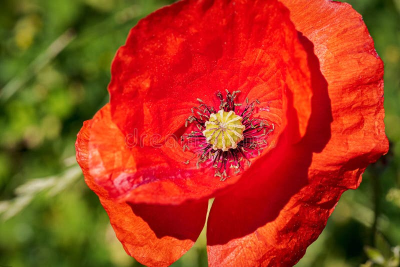 Wild red flower, poppy, Papaver rhoeas with green background macro photography stock photography Wild red flower, poppy, Papaver rhoeas with green background macro photography stock photography