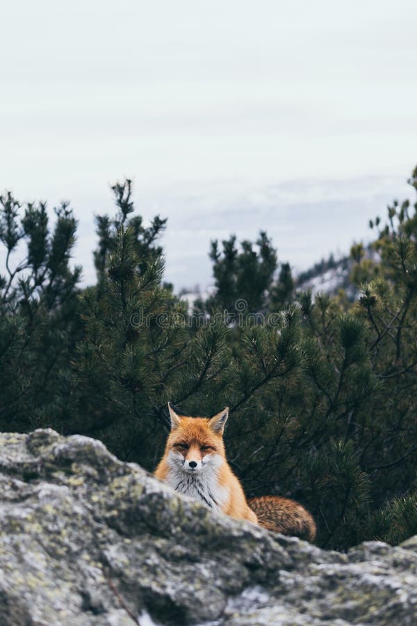 Wild Red Fox Hiding Behind The Rock In High Tatra Mountains ...