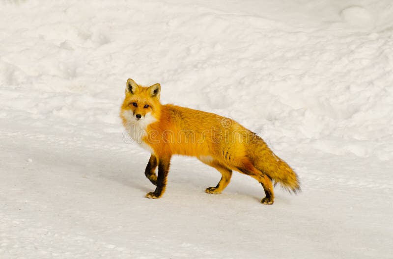 Prekvapený wild red fox pozeral s biely sneh pozadí.