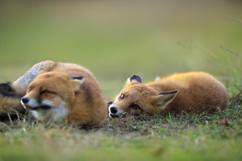 Wild red foxes vulpes vulpes playing royalty free stock images